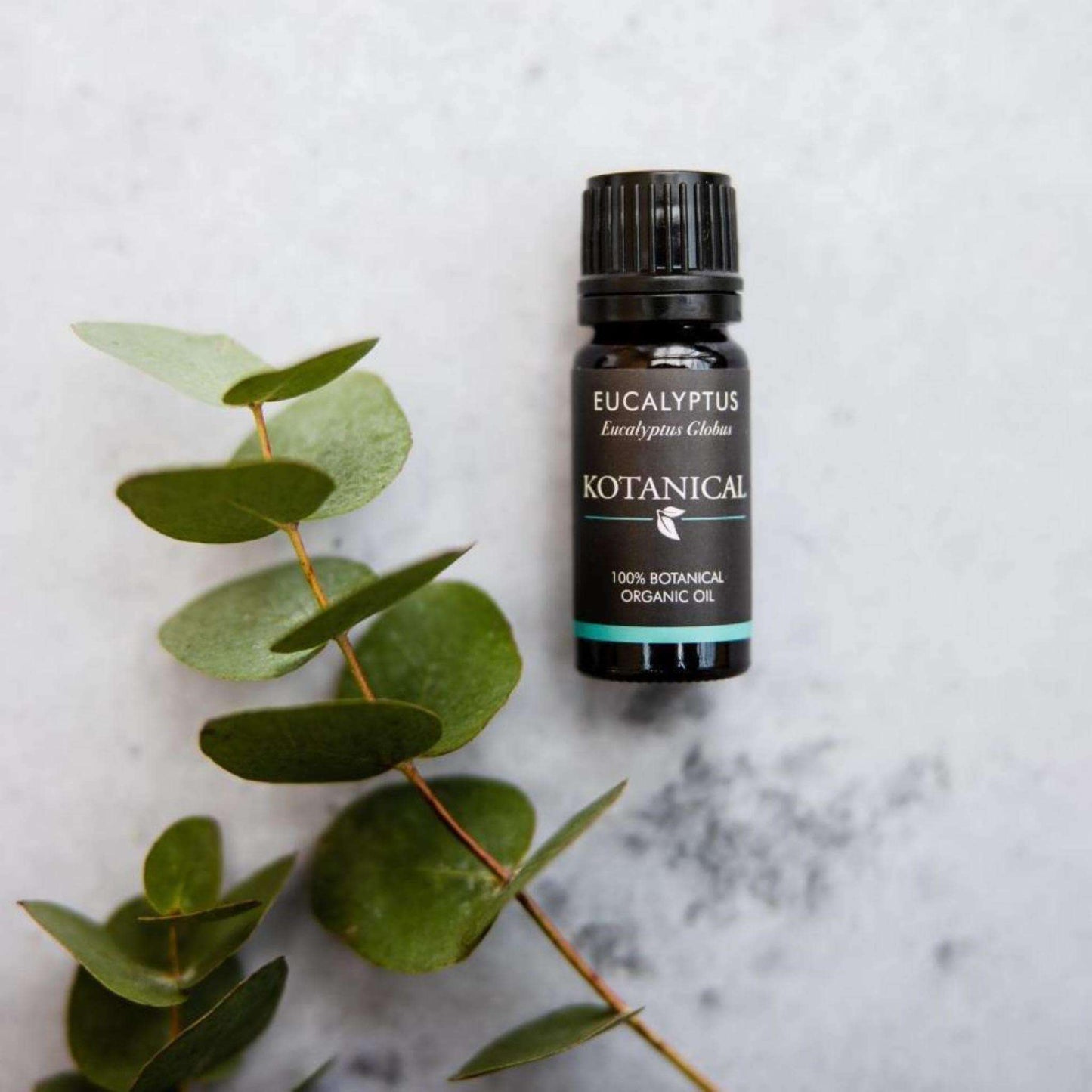 Eucalyptus Essential Oil kotanical 