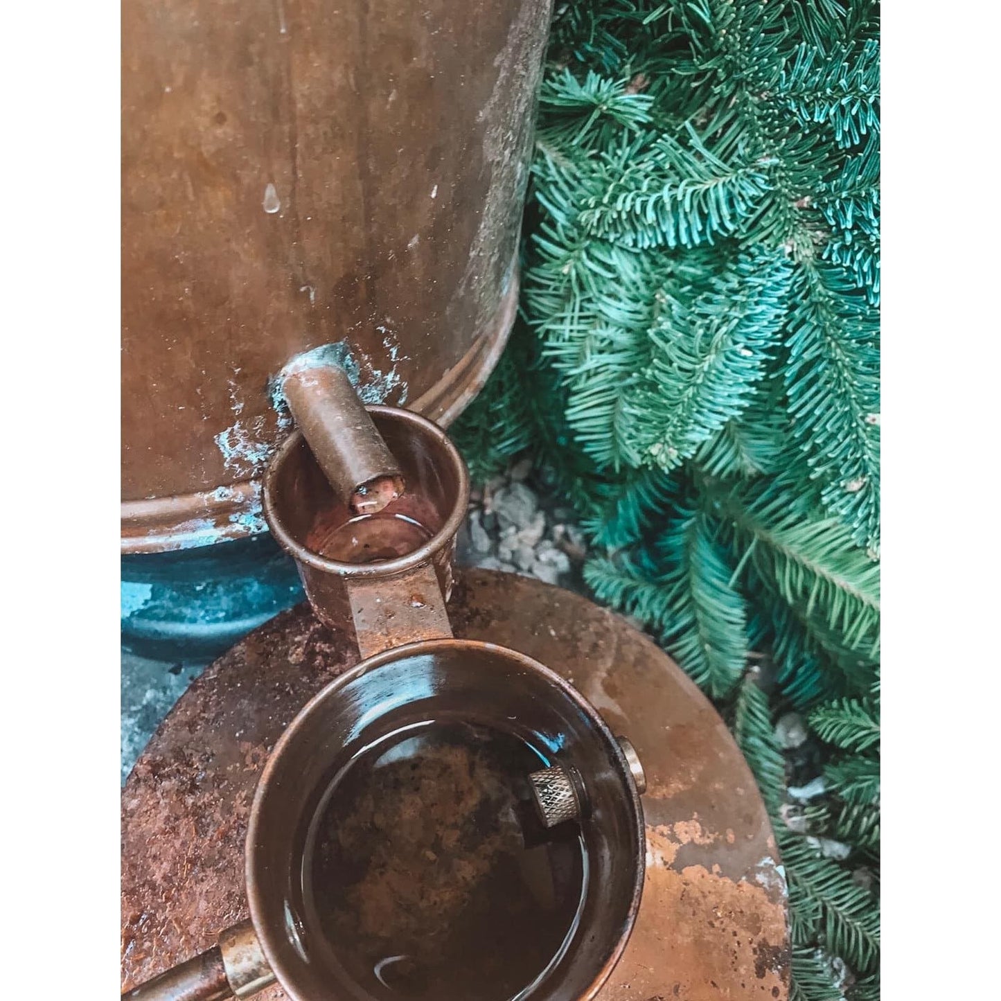 Forest Oil Diffuser Blend essential oil kotanical